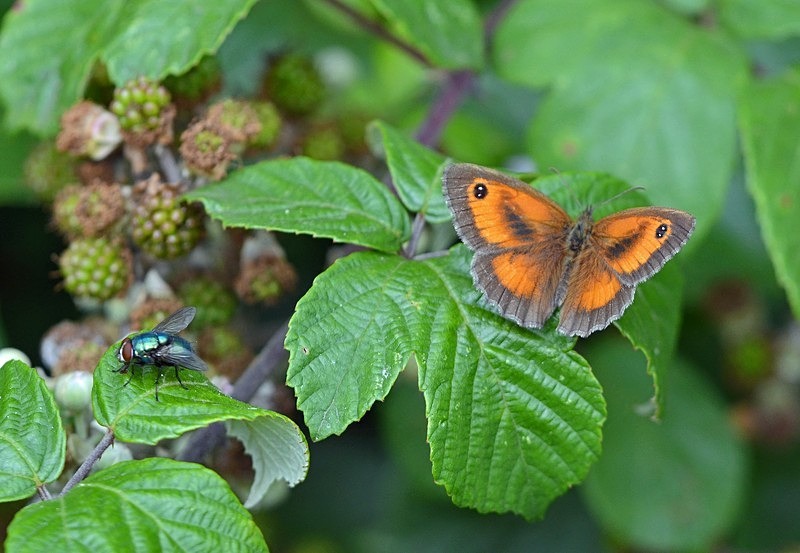 Gatekeeper - Butterflies