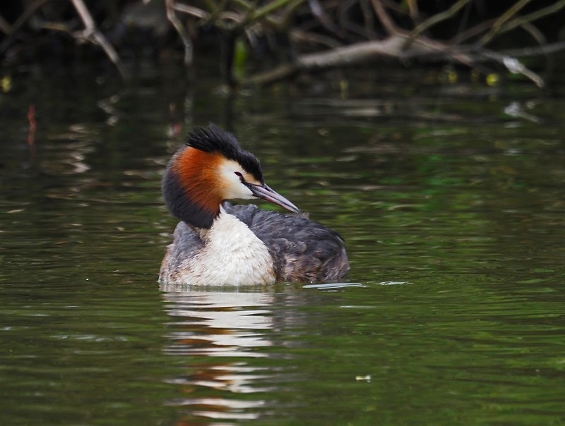 Great Crested Grebe - Grebes