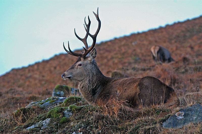 Red Deer - Red Deer