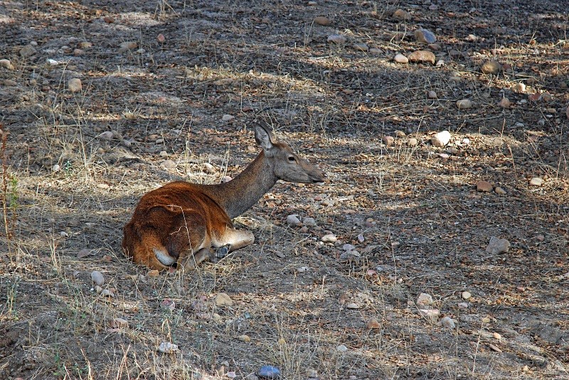 Red Deer - South and north west Spain - September 2010