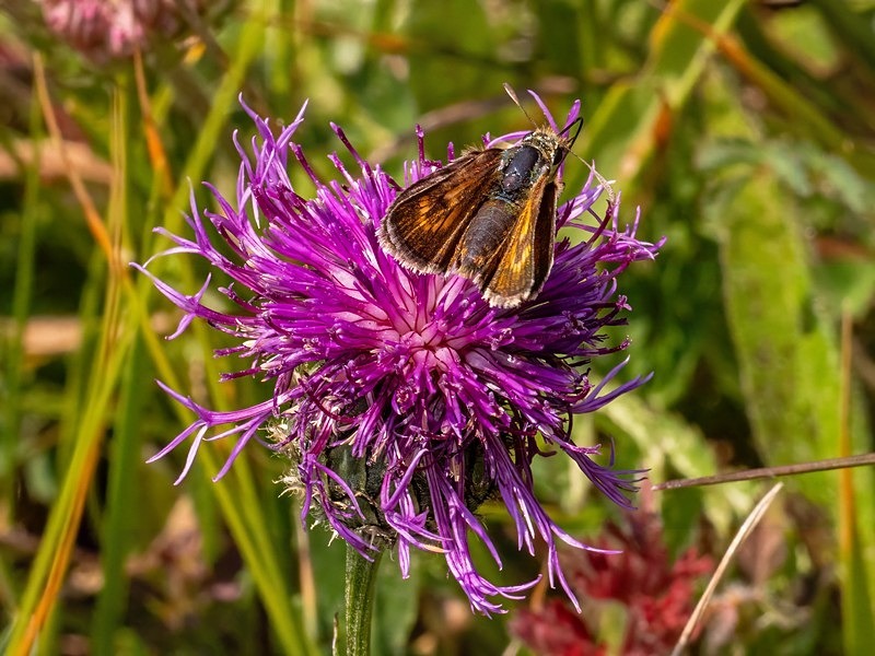 Lulworth Skipper - Butterflies