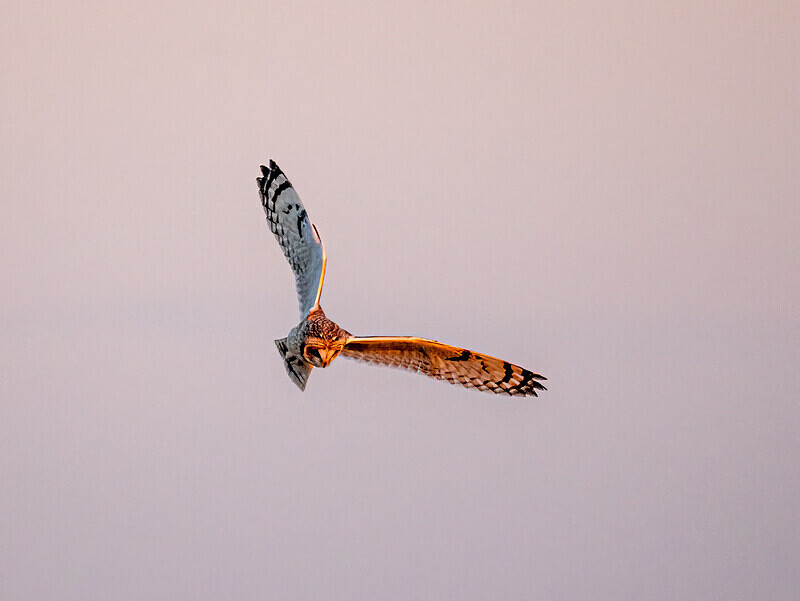 Short-eared Owl - Latest photos