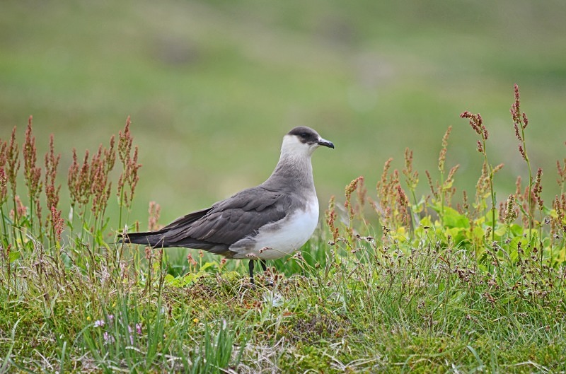 Arctic Skua - Skuas and shearwaters