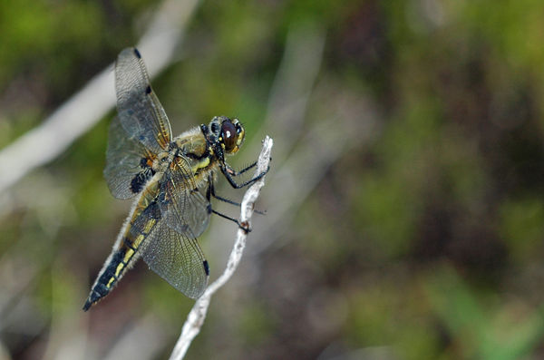 Four-spotted Chaser - Dragonflies and damselflies