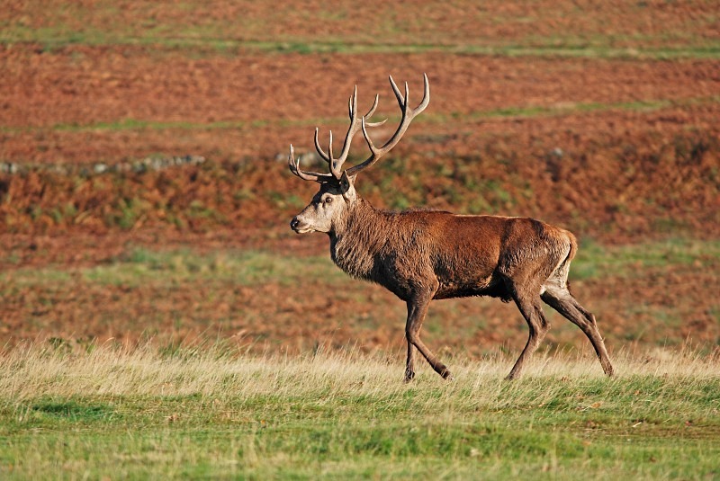 Red Deer - Red Deer