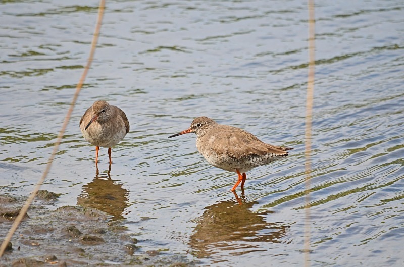 Common Redshank - Sandpipers