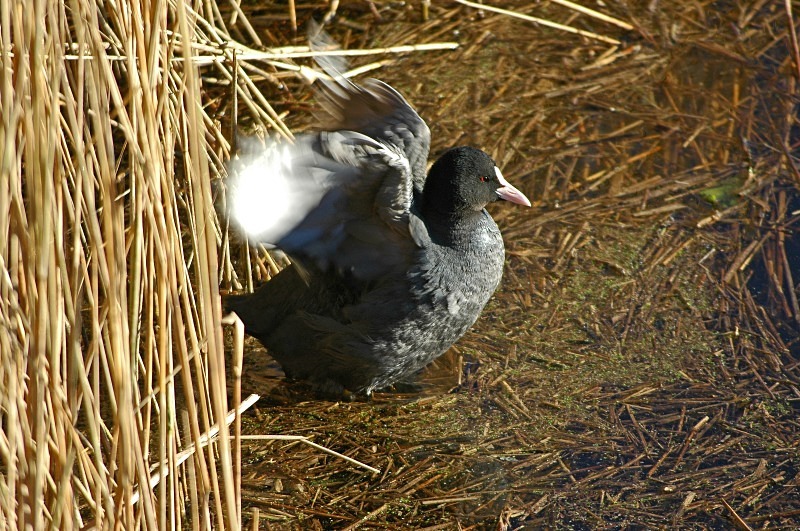Coot - Crakes and rails
