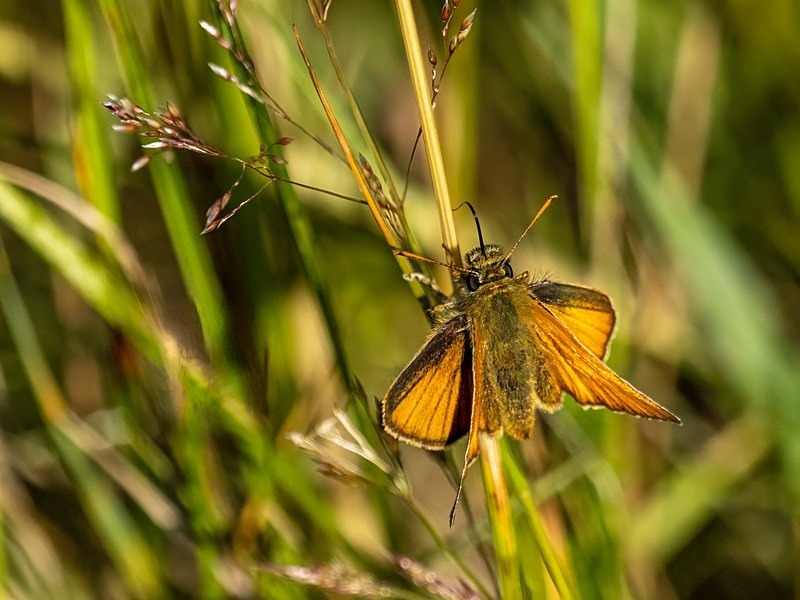 Small Skipper - Butterflies