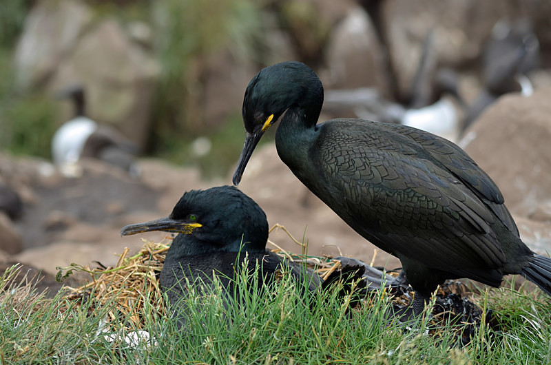Shags - Cormorants and Shags