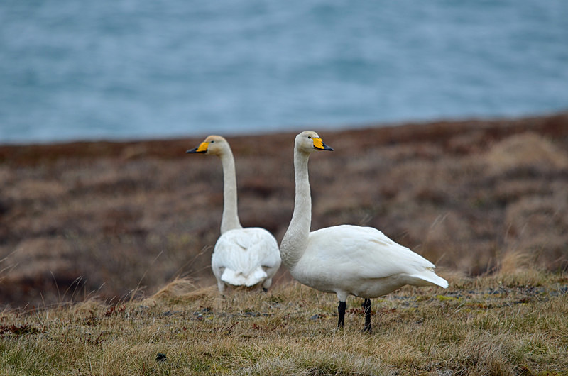 Whooper Swan - North east Iceland