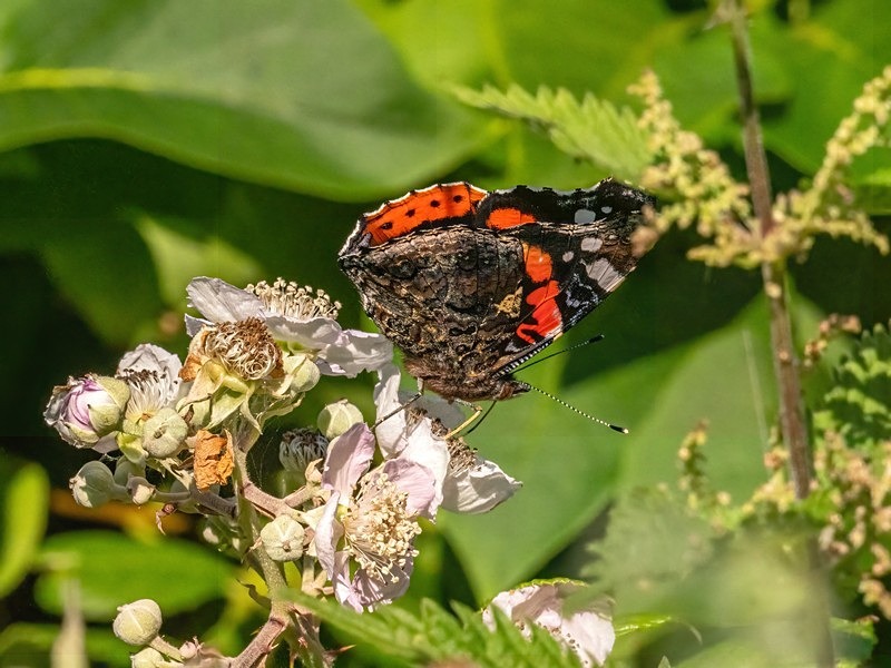 Red Admiral - Butterflies