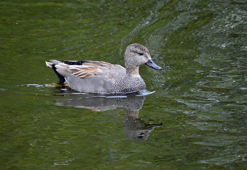 Gadwall - Dabbling ducks
