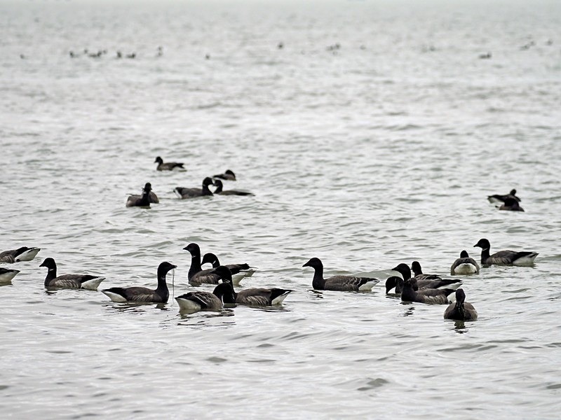 Dark-bellied Brent Geese - Black geese