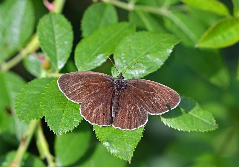 Ringlet - Butterflies