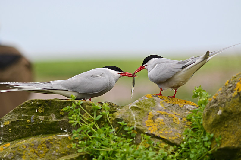 Arctic Terns - Terns