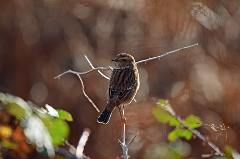 Stonechat - Chats