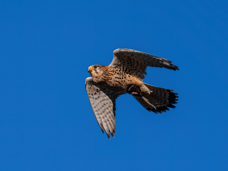 Kestrel - Latest photos