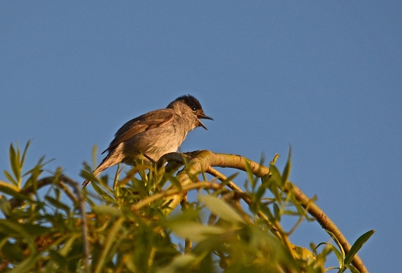 Blackcap - Warblers