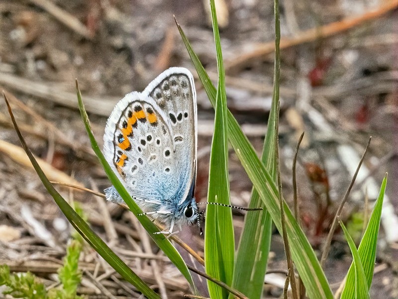 Silver-studded Blue - Butterflies