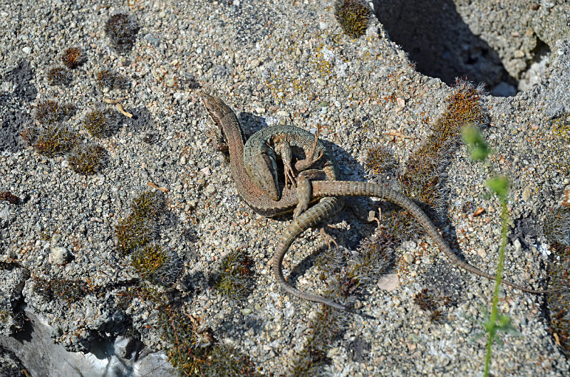 Common Wall Lizard - West Macedonia