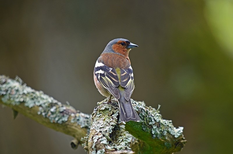 Chaffinch - Finches