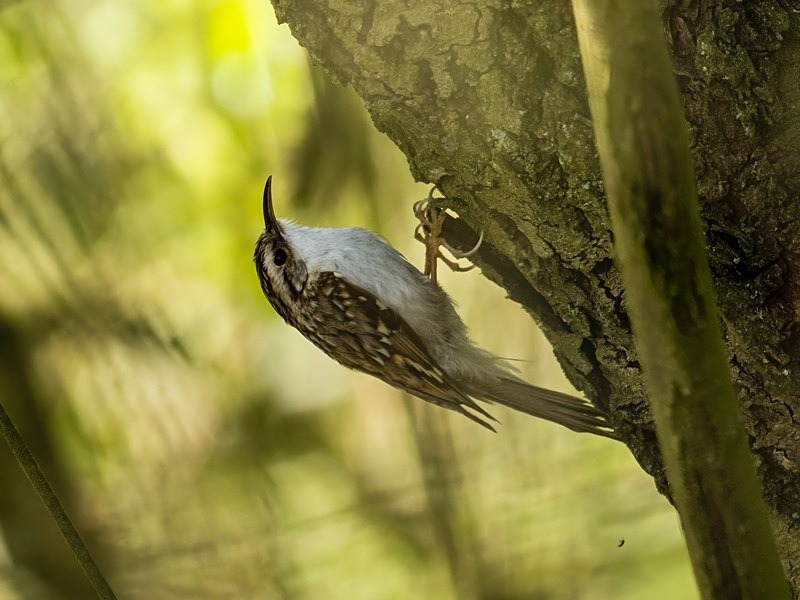 Treecreeper - Treecreepers