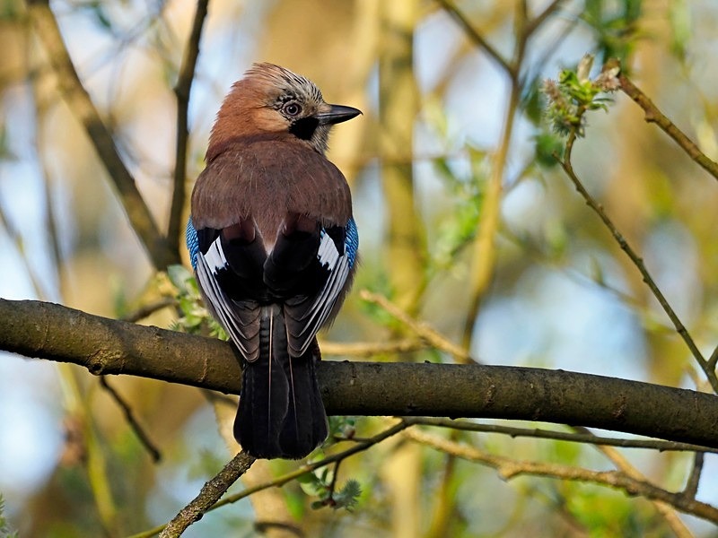 Jay - Crows