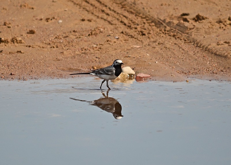 White Wagtail - North east Poland - May 2013