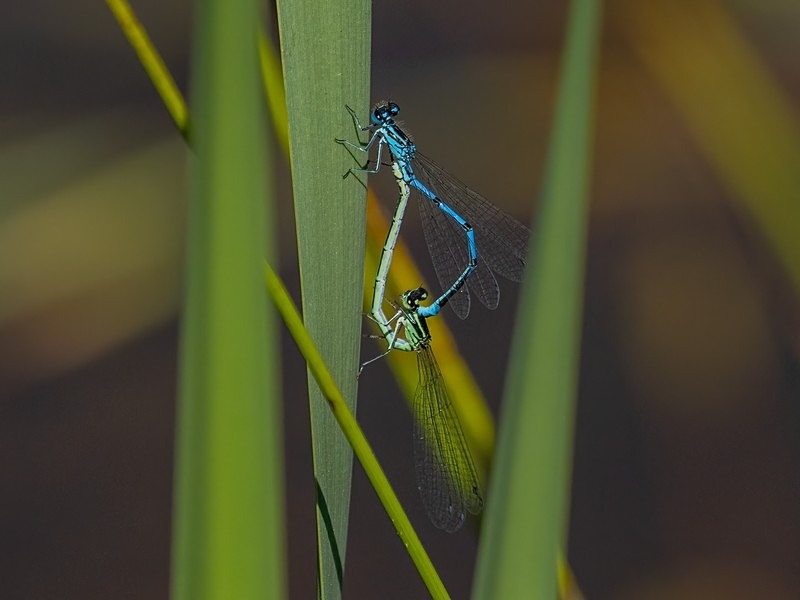 Common Blue Damselfly - Dragonflies and damselflies