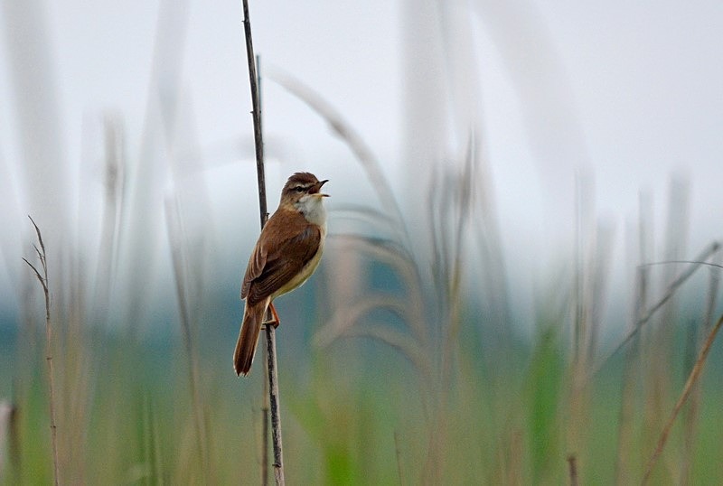 Paddyfield Warbler - Bulgaria