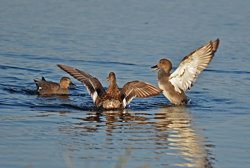 Gadwall - Dabbling ducks