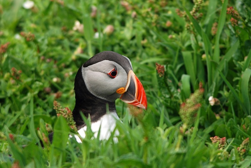 Puffin - Puffins