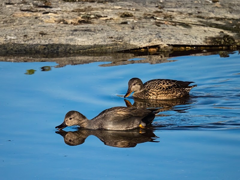 Gadwall - Dabbling ducks