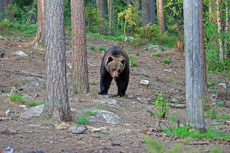Brown Bear - North Finland and north Norway - May and June 2009