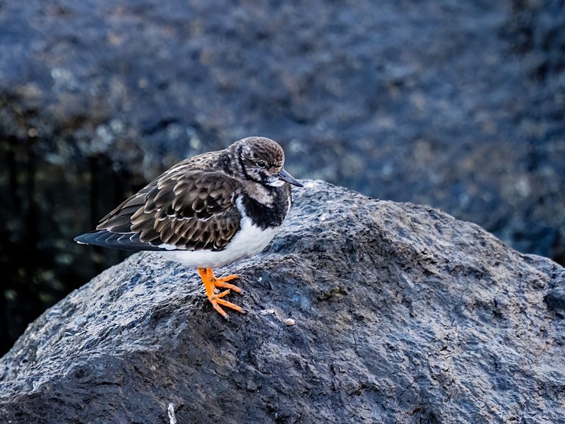 Turnstone - Sandpipers