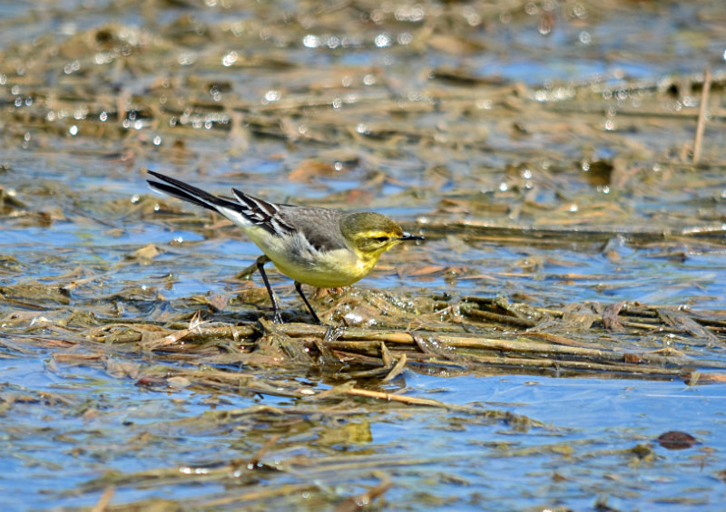 Citrine Wagtail - Estonia