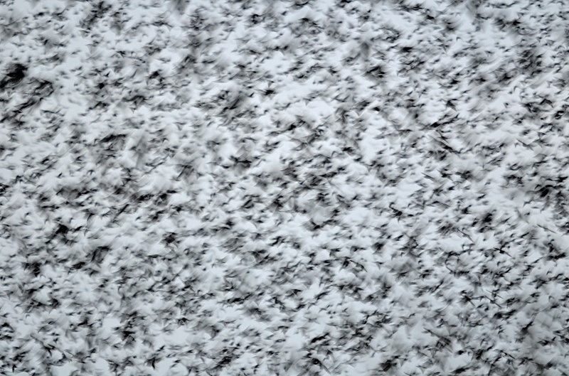 Starlings - Starlings
