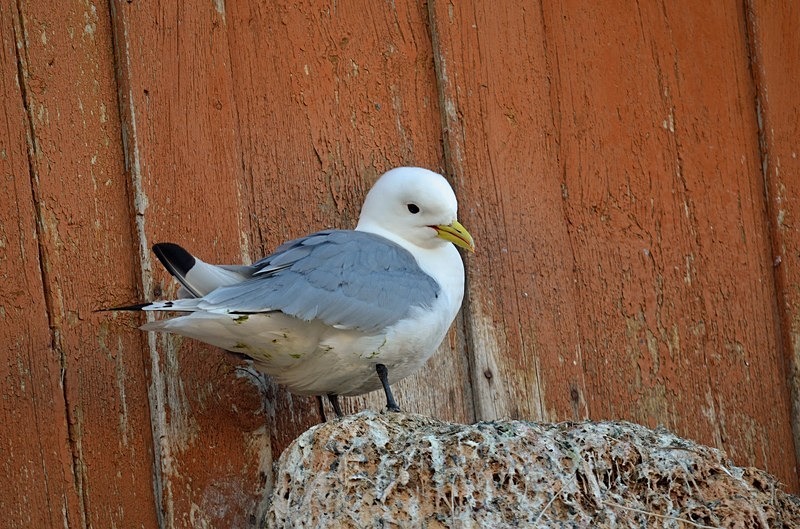 Kittiwake - North Norway