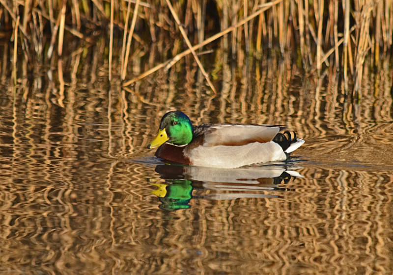 Mallard - Dabbling ducks
