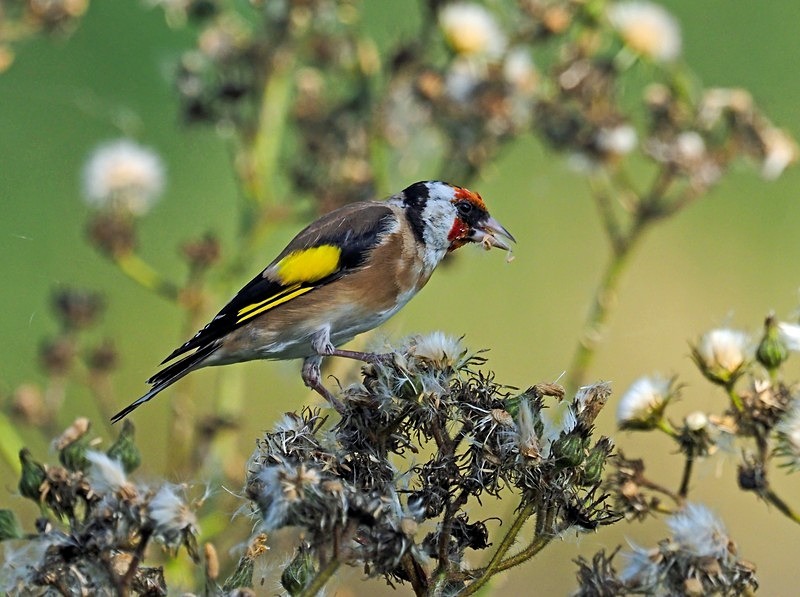 Goldfinch - Finches