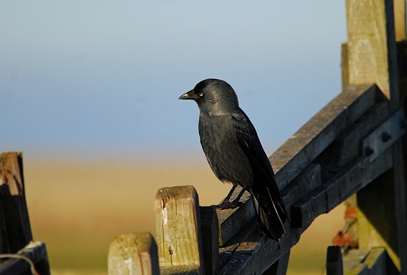 Jackdaw - Crows
