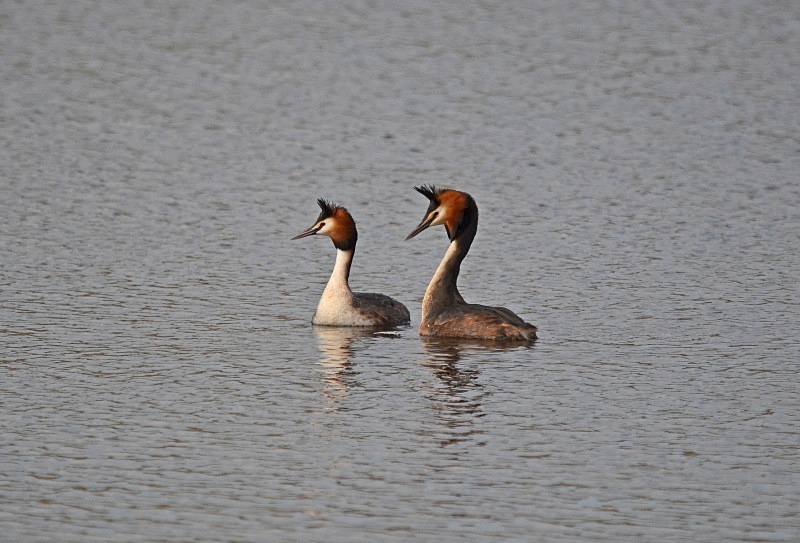 Great Crested Grebes - Grebes