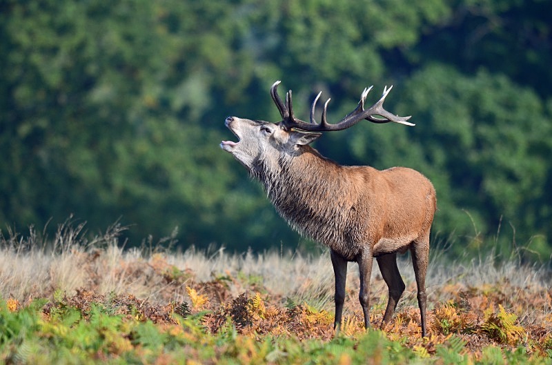 Red Deer - Red Deer