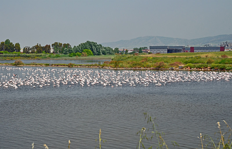 Greater Flamingos - Central Macedonia