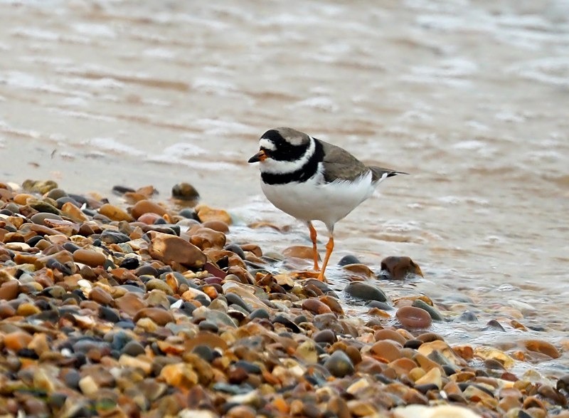 Ringed Plover - Plovers