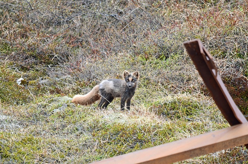 Arctic Fox - Westfjords