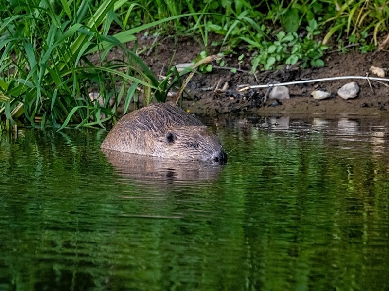 Eurasian Beaver - Eurasian Beaver