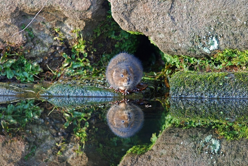 Water Vole - Water Voles