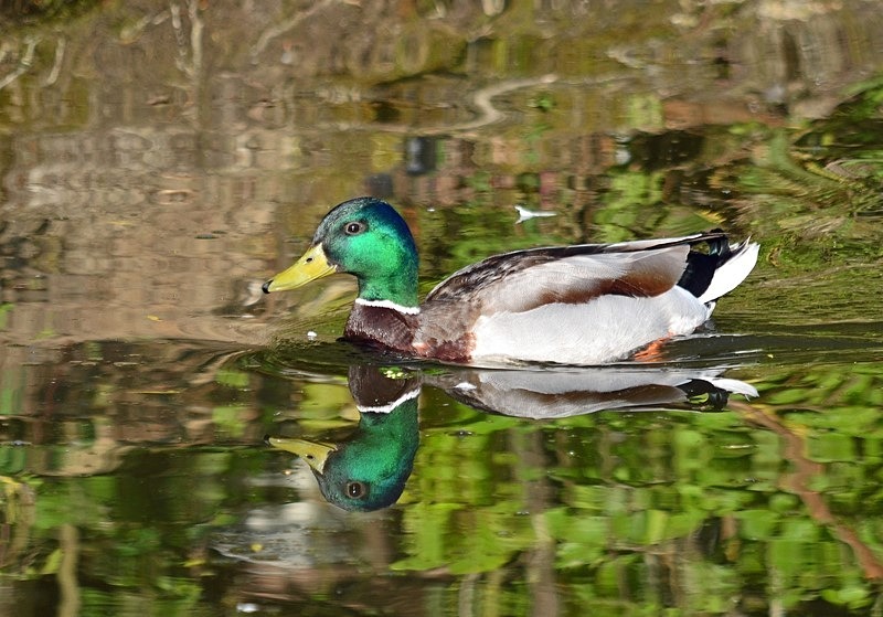 Mallard - Dabbling ducks