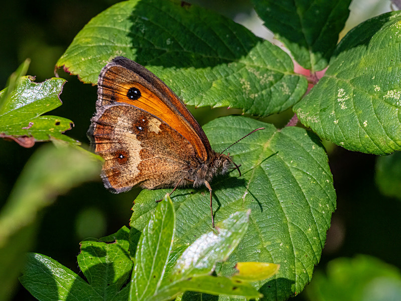 Gatekeeper - Latest photos
